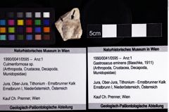 Foto (Objket + Etiketten) von Culmenformosa sp. 